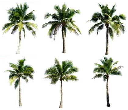 Group of coconut tree isolated on the white background. The collection of coc Stock Photos