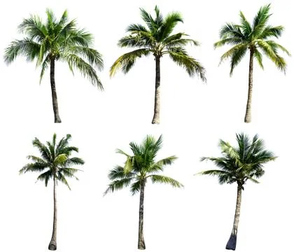 Group of coconut tree isolated on the white background. The collection of coc Stock Photos