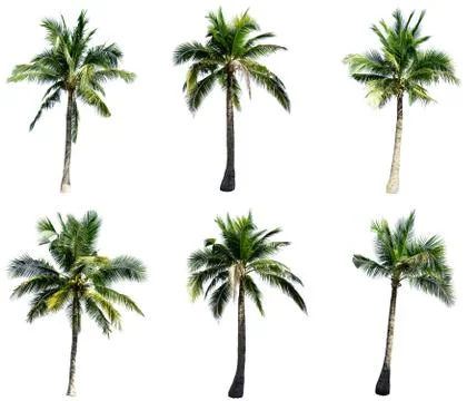 Group of coconut tree isolated on the white background. The collection of coc Stock Photos