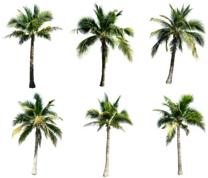 Group of coconut tree isolated on the white background. The collection of coc Stock Photos