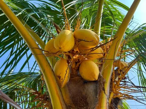 Group of Coconut Tree or Yellow Colored Coconut Fruit or Cocos Nucifera Stock Photos