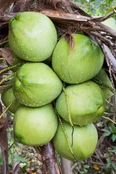 Group coconut on the tree. Stock Photos