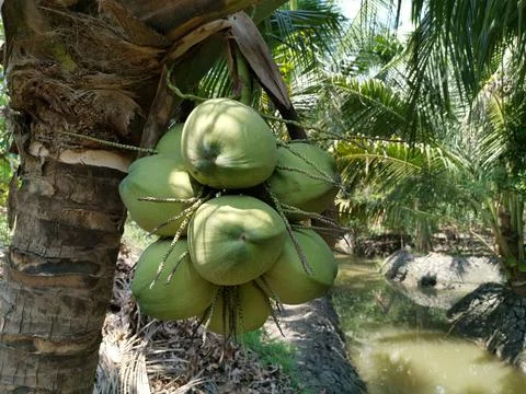 A group of coconut on tree Stock Photos
