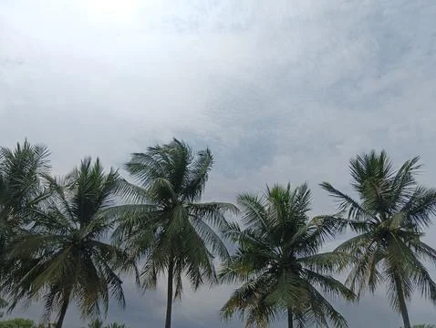 Group of coconut trees with cloudy sky Stock Photos