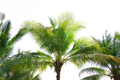 A group of coconut trees on a white background,  leaves are beautiful Stock Photos