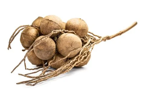 Group of coconuts shell Stock Photos