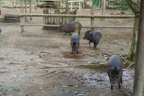 Group of collared peccaries foraging inside fenced enclosure at wildlife park Foto stock