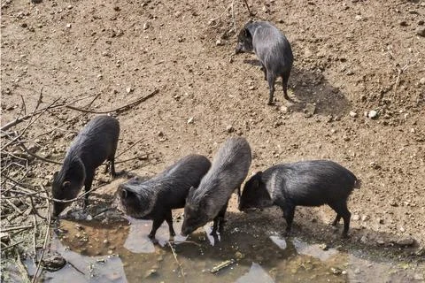 Group of collared peccary Foto stock