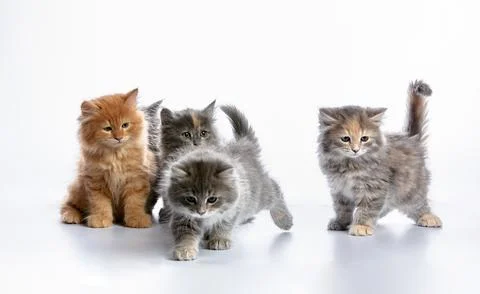A group of colored kittens, gray, red spotted, on a white background, play, pose 写真素材
