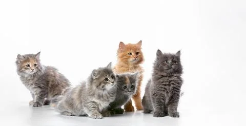 A group of colored kittens, gray, red spotted, on a white background, play, pose Stock Photos