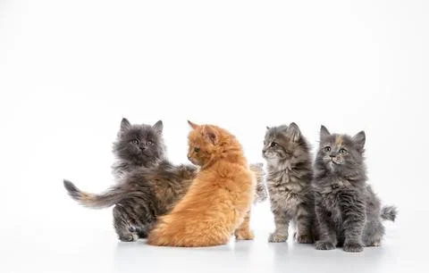 A group of colored kittens, gray, red spotted, on a white background, play, pose Stock Photos