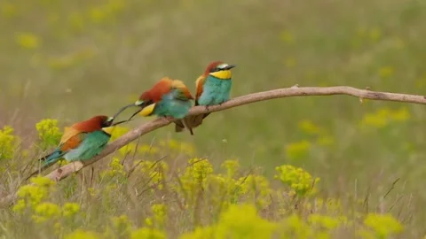 Group of colorful bee-eater on tree branch 動画素材 153748914