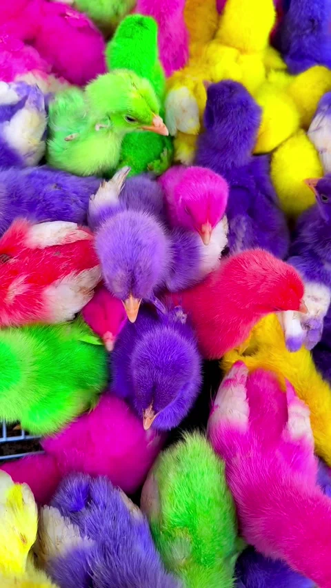 Group of colorful dyed chicks. Stock Footage 337592168