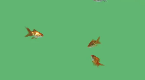 Group of colorful goldfish, green screen 4k Stock Footage