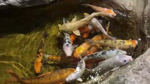 Group of Colorful Japanese Koi Carp Swimming in Stone Pond 库存影片 344120546