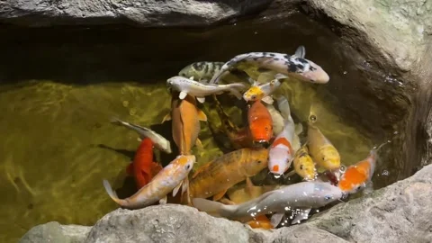 Group of Colorful Japanese Koi Carp Swimming in Stone Pond 库存影片 344120551