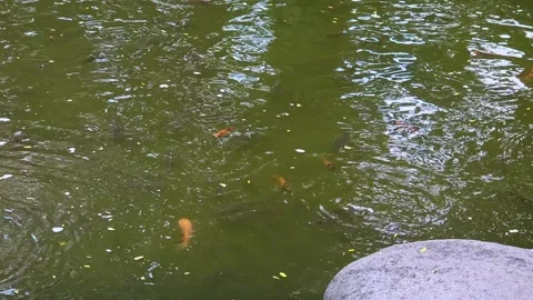 A group of Colorful koi fish gracefully swim in pool Stock Footage 310922668