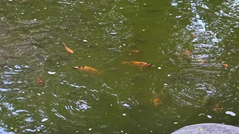 A group of Colorful koi fish gracefully swim in pool Stock Footage 310922878