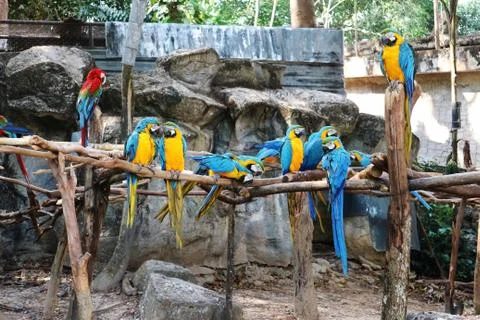 Group of Colorful Macaws Sitting on Branches Stock Photos