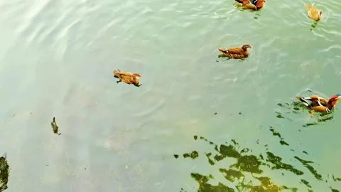 Group of colorful mandarin ducks swimming peacefully in a calm pond at park Stock Footage 342024960