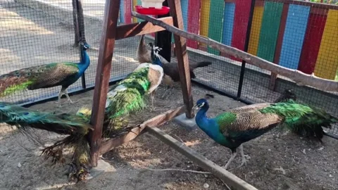 Group of colorful peacocks walking around inside a outdoor zoo enclosure Stock Footage 340261378