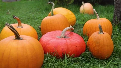 Group of Colorful Pumpkins Including a Unique Red One on Green Grass Video stock 346138656