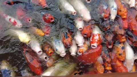 A group of colorfull fish wait for feeding. Stock Footage 321488843