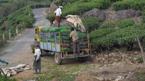 Group of colourful native India plantation workers in lush green foliage Stock Footage 105982268