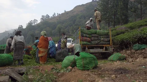 Group of colourful native India plantation workers in lush green foliage scene Stock Footage 105982467