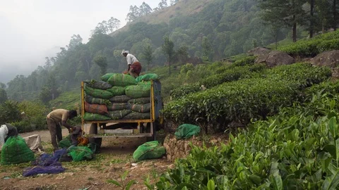Group of colourful native India plantation workers Stock Footage 105983634