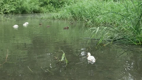 A group of common and white wild mallard ducks resting and swimming in a bea 스톡 동영상 254459117