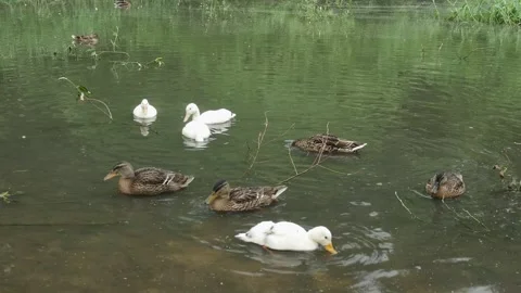 A group of common and white wild mallard ducks resting in a summer pond Vídeos de archivo 254459469