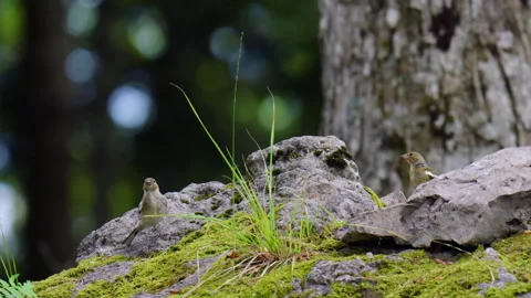 Group Of Common Chaffinch Birds Feeding In Forest Stock Footage 341663243