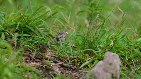 Group Of Common Chaffinch Feeding On Forest Ground Stock Footage 341662952