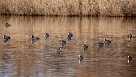 Group of common coot Stock Photos
