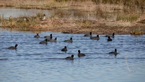 Group of common coot Stock Photos