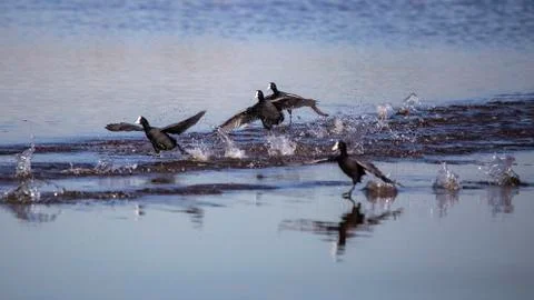 Group of common coot take off Stock Photos