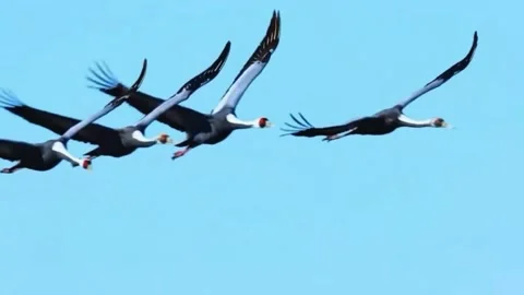 A group of common cranes flying beautifully in the blue sky Stock Footage 335080080