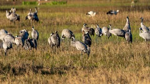 Group of common cranes (grus grus) at dawn in the Natural Park of the Marshes Stock Photos