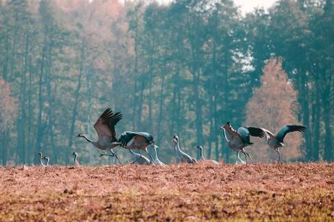 Group of common cranes grus grus fly away. Stock Photos
