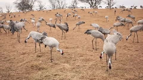 Group of Common cranes in nature habitat. Vídeos de archivo 88182863