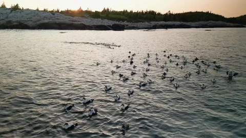 Group of common eiders Somateria mollissima swimming in the Atlantic Ocean Stock Footage 244748516