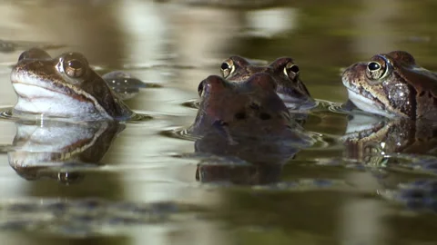 A group of common frogs in spring during spawning. In the water . Video stock 229234987