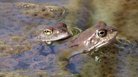 A group of common frogs in spring. In the water among the frog eggs. Stock Footage 231920235