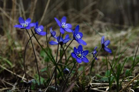 Group of common hepatica Stock Photos