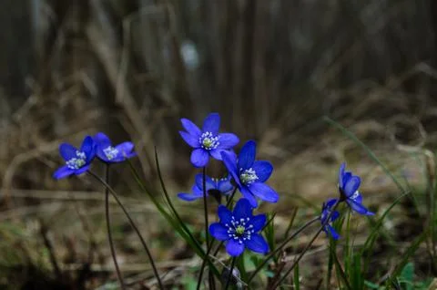 Group of common hepatica Stock Photos
