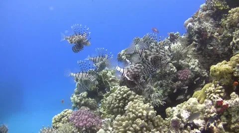 Group of common lionfishes Stock Footage 52116136