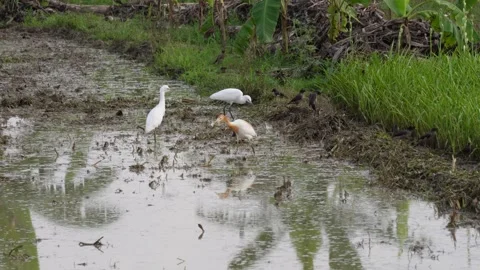 A group of common mynas and cattle egrets are catching insects Stock Footage 314577698