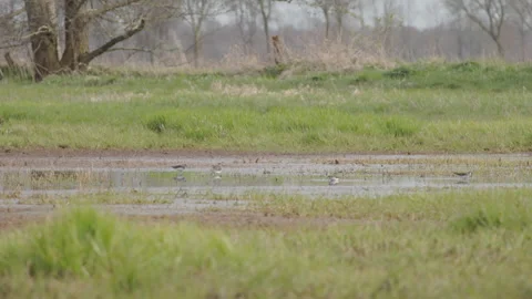Group of common sandpipers foraging in flooded field. 4K 60fps. Stock Footage 334133359