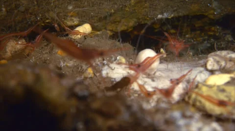 Group of common shrimp moving in cave, mediterranean sea Video stock 31747689